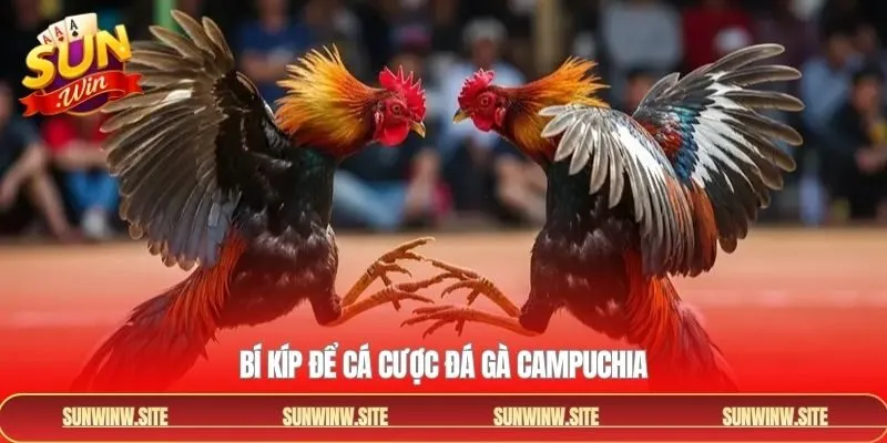 Bí kíp theo dõi trận đá gà Campuchia hiệu quả
