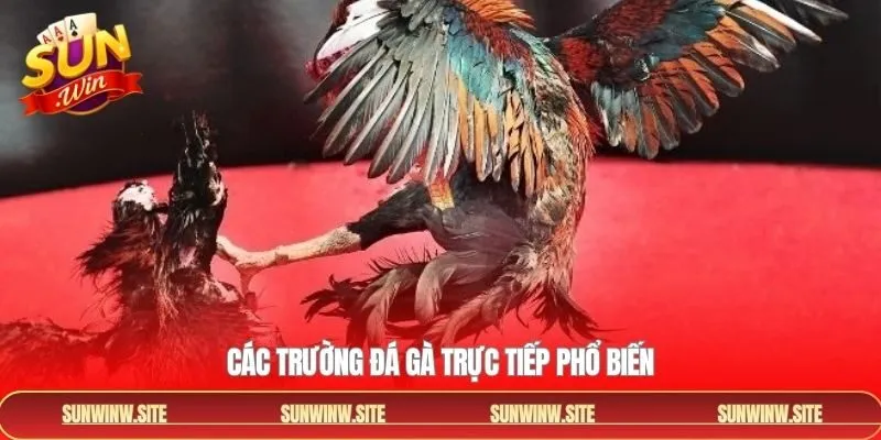 Khám phá trường gà nổi tiếng khi cung cấp đá gà trực tiếp