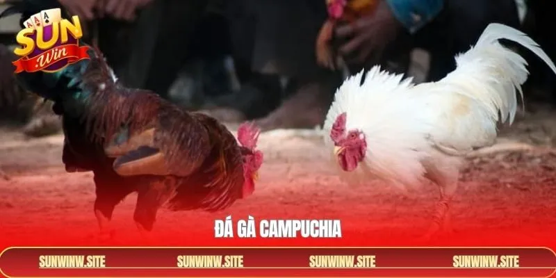 Đá Gà Campuchia - Thế Giới Cá Cược Sôi Động Tại Sunwin