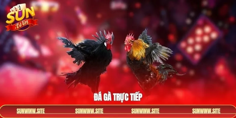 Đá Gà Trực Tiếp Sunwin- Khám Phá Cuộc Chiến Đầy Kịch Tính
