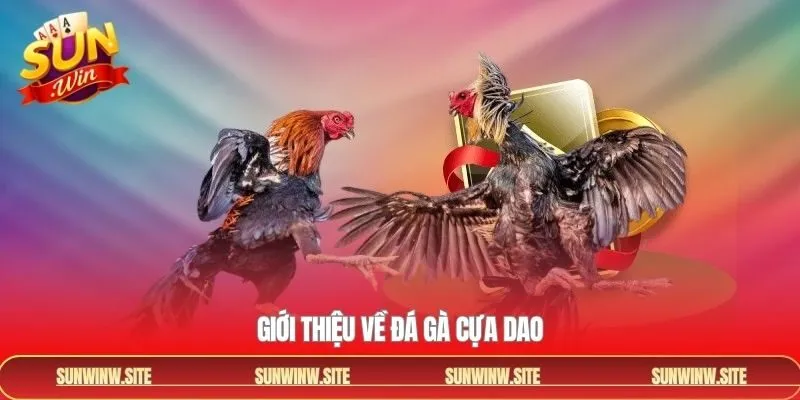 Sảnh đá gà mang đến trải nghiệm riêng biệt