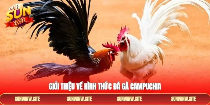 Tóm tắt về hình thức chọi gà thu hút