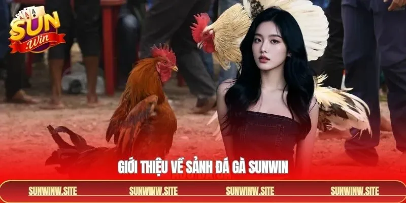 Tổng quan sơ lược về sảnh chọi kê cực kỳ hấp dẫn