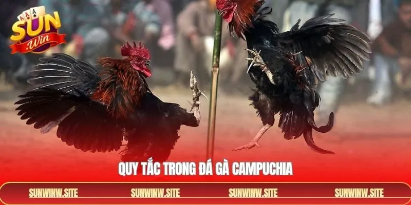 Hé lộ chi tiết luật lệ trong đá gà Campuchia