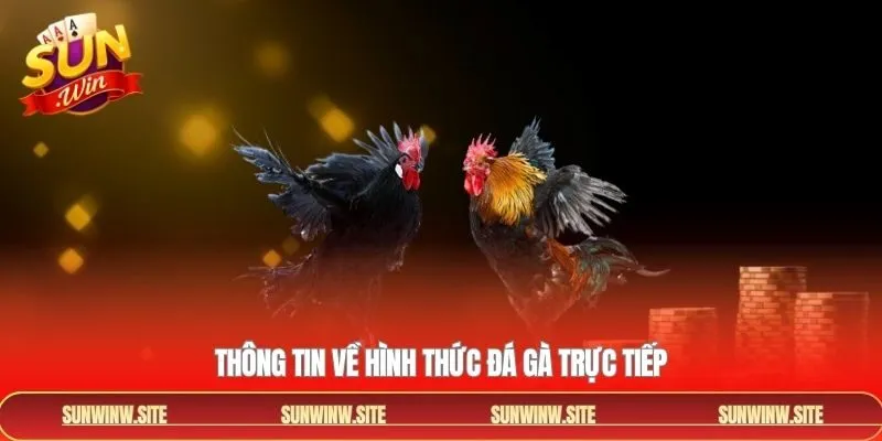 Thông tin sơ lược đá gà trực tiếp