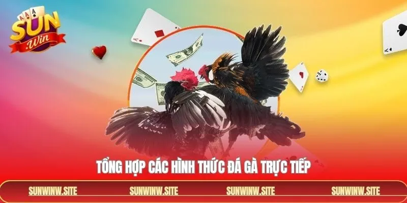 Đa dạng về giống gà phổ biến trong chọi gà trực tiếp
